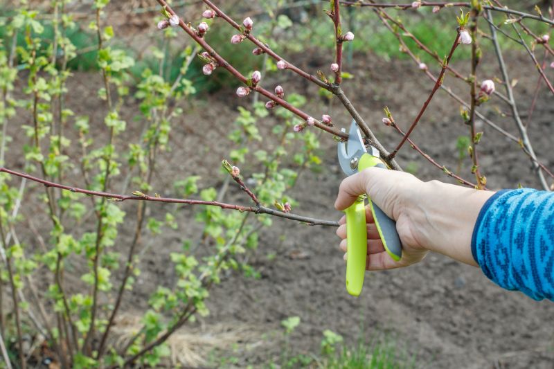 Pear Trees Pruning Service