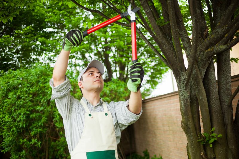 Pear Trees Pruning Service