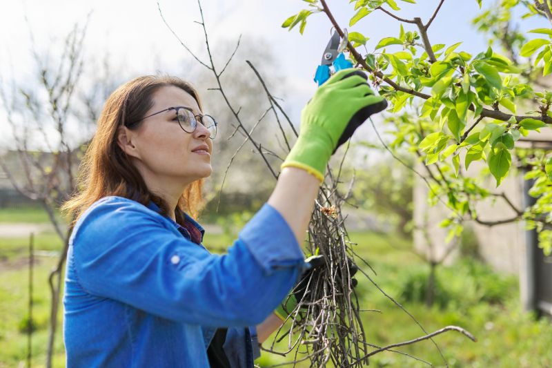 Local Pear Trees Pruning pros at work