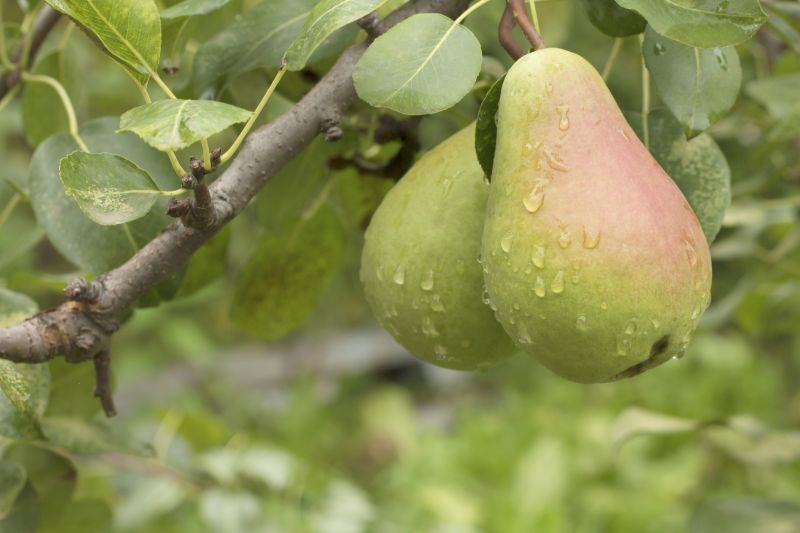 Pear Trees Pruning