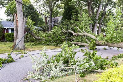 Fallen Tree on a Residential Lawn