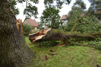 Fallen Tree Debris Removal