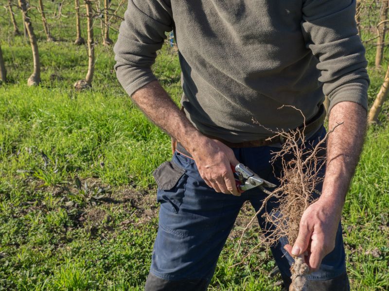 Seasonal Pruning Timing