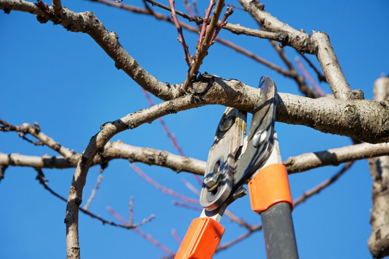 Tree Care Consultation