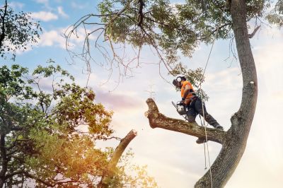 Experienced Tree Care Specialists